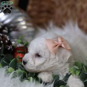 Tiny-Holly, Bichon Frise Puppy